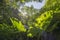 Forest trees landscape nature background. Tropical green plant and trees in rain forest mountain view with sunlight.Ecosystem
