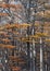 Forest trees landscape, ushuaia, argentina