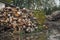 Forest trees log trunks felled by the logging timber industry.