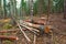 Forest with trees log trunks felled by logging timber industry