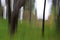 Forest trees motion blur
