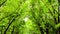 Forest trees. nature green wood background