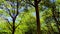 Forest trees. nature green wood background
