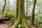 forest trees, nature green wood sunlight backgrounds, doi inthanon national park in chaing mai, thailand