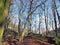 Forest trees on a sunlit winter day with fallen leaves and scattered rocks on the ground