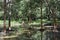 Forest with trees in in the water body in Katharagama town, Sri Lanka