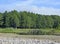 Forest and tributary of lake Baikal.