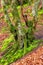 The forest of trolls - Rebild, Denmark. The enchanted forest in Rebild National Park, Jutland, Denmark.