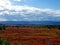 Forest tundra in the summer. Taiga of Siberia. Yamal