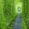 Forest tunnel and rail way in spring time