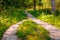 In the forest, two pedestrian paths merged into one