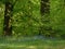 A forest with two trees and blue bells in the Lake District