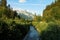 Forest in the Tyrolean Alps