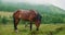 In forest under the small rain strong horse grazing, cloudy landscape view. In the meadow in scenic background