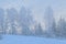 Forest under the snow, canopy