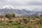 Forest in valley in the foothills of the Fann mountains. Landscape