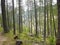 Forest, Valley of Wonders, France