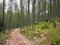 Forest, Valley of Wonders, France