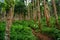 A forest with a variety of trees and plants on a mountainside