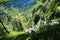 Forest vegetation in Cadore, Dolomity mountains, Italy