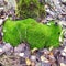 Forest vegetation - Dicranum moss. Green scarf.