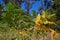 forest vegetation fern wildflower