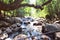 Forest vegetation, Goa, India