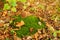 Among the forest vegetation, two mushrooms grow in mosses