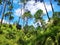 Forest view with cloudly sky