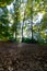 Forest view from ground. Carbon net zero concept vertical photo