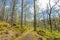 Forest views on the A85, the Tyndrum to Oban road