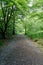 Forest Walk, The Trossachs National Park