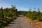 Forest walking path leading through conifer trees