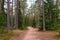 Forest walking road in Viru raba in the Lahemaa National Park in Estonia.