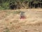 Forest waste shredder in the woods