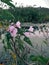 Forest water flowers photo point