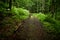 Forest way. No people dirt road in the Carpathian forest in the shade of trees on a summer day.