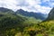 a forest on the way to Doubtful Sound New Zealand