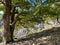 Forest on the way to Fengari Peak in Samothrace