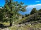 Forest on the way to Fengari Peak in Samothrace