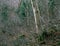 Forest on West Royce Mountain, Baldface Range, White Mountain National Forest, New Hampshire