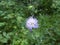 Forest widow flower with light purple blossom