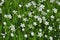 In the forest in the wild bloom Stellaria holostea