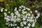 In the forest in the wild bloom Stellaria holostea