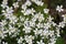 In the forest in the wild bloom Stellaria holostea