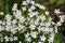 In the forest in the wild bloom Stellaria holostea