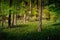 Forest with wild garlic flowers