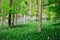 Forest with wild garlic flowers