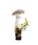 Forest wild inedible mushroom on white background