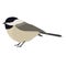 Forest Wild Life Isolated vector animals Geometric Chickadee